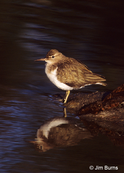 Spotted Sandpiper in sunshaft