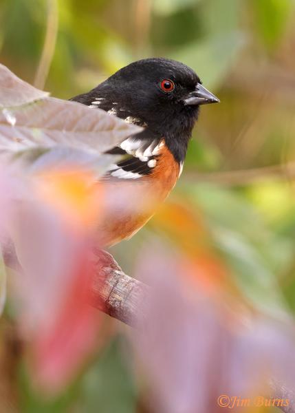 Spotted Towhee in fall colors--0339