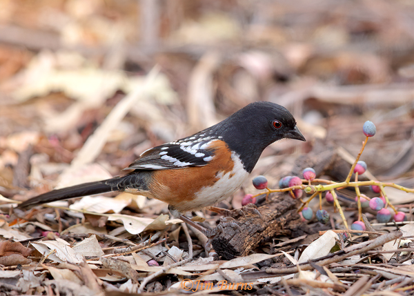Ground foraging Spotted Towhees are common in fall under the trees in the Pistachia Grove.