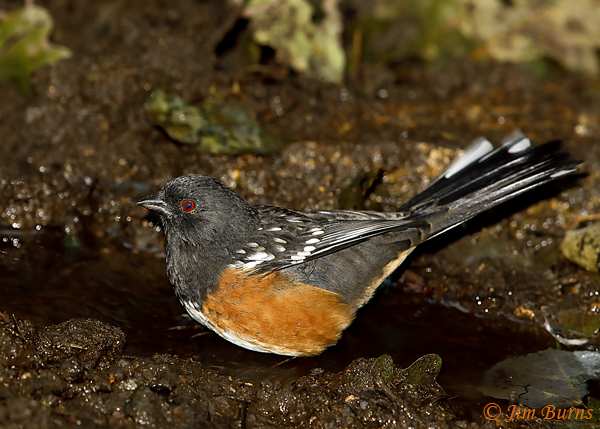 Spotted Towhee at waterhole--5782