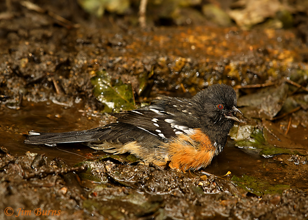 Spotted Towhee bathing--6043