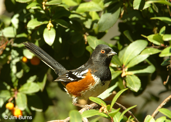 Spotted Towhee alert