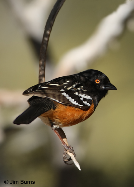 Spotted Towhee male dorsal shadows