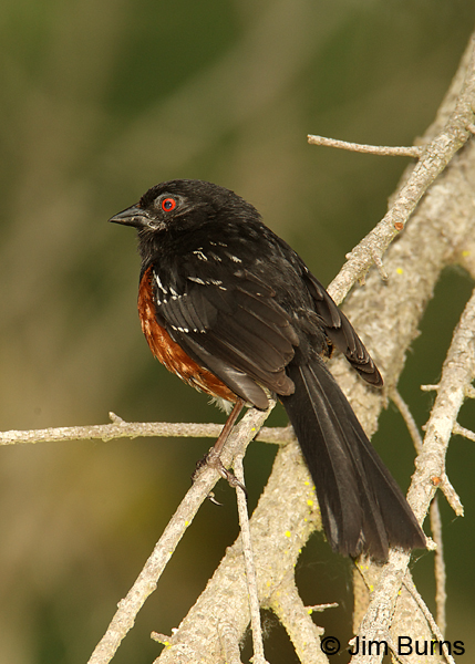 Spotted Towhee immature male