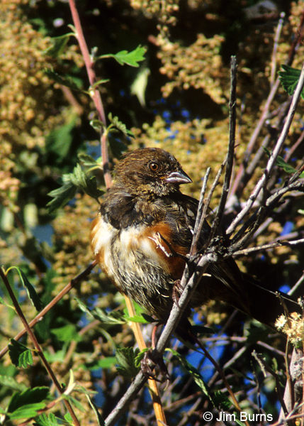 Spotted Towhee juvenile