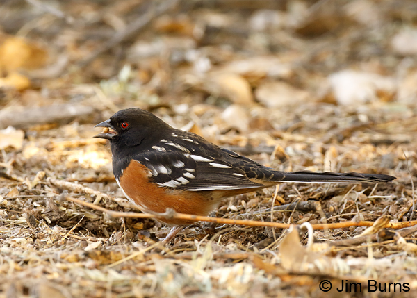 Spotted Towhee male with hackberry