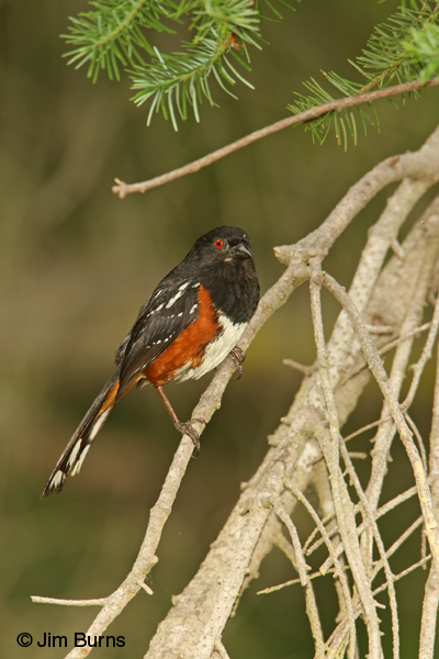 Spotted Towhee tailspots