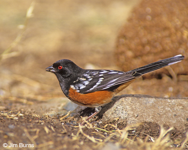 Spotted Towhee with seed