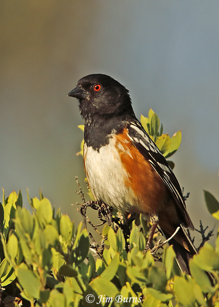 Spotted Towhee male in chaparral--2725