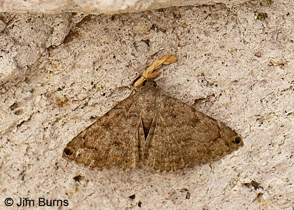 Spotted Toxonprucha Moth, a terribly worn individual, Arizona--8885