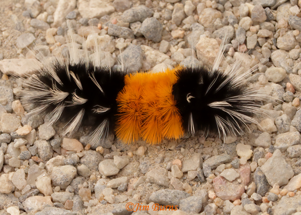 Spotted Tussock Moth caterpillar, Colorado--1432