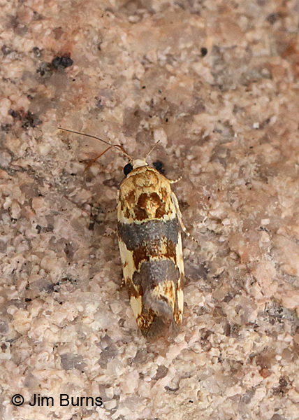 Spragueia obatra dorsal view, Arizona