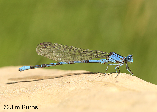 Springwater Dancer blue male, Eddy Co., NM, August 2014