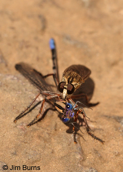 Springwater Dancer male being eaten by robber fly, Cochise Co., AZ, July 2013