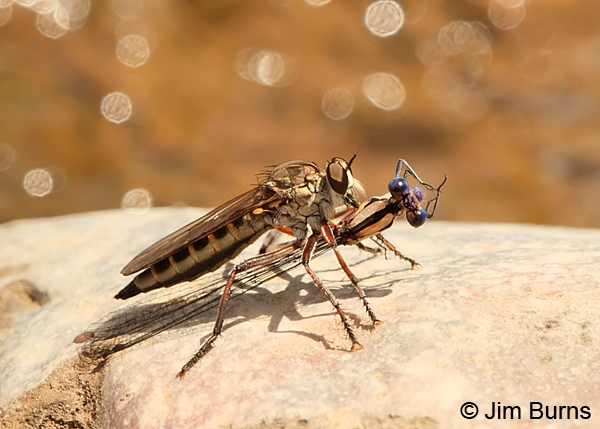 Springwater Dancer male captured by robber fly, Cochise Co., AZ, July 2013