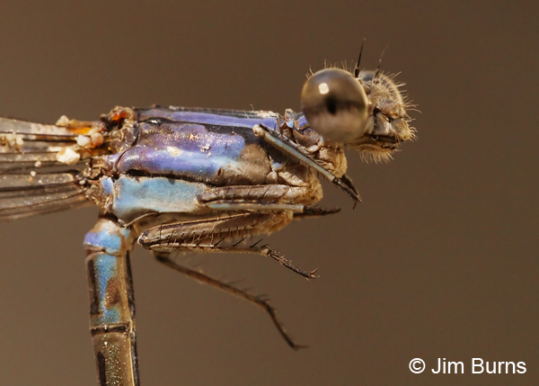 Springwater Dancer male thorax close-up, Greenlee Co., AZ, August 2013