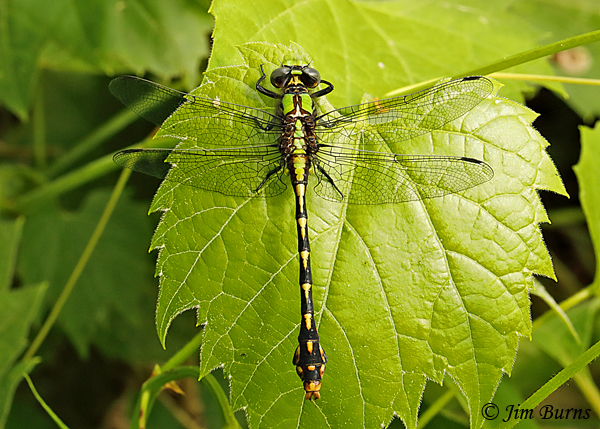 St. Croix Snaketail male dorsal view, Pine Co., MN, June 2019--3511
