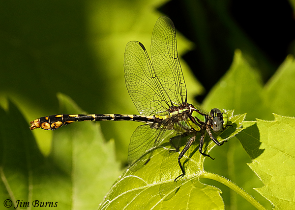 St. Croix Snaketail male, Pine Co., MN, June 2019--3503