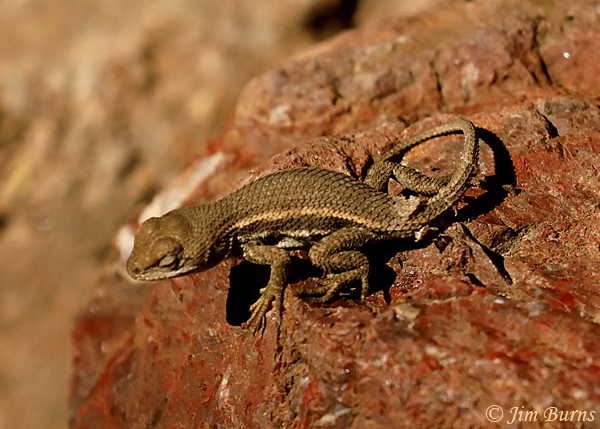 Striped Plateau Lizard, Arizona--1557