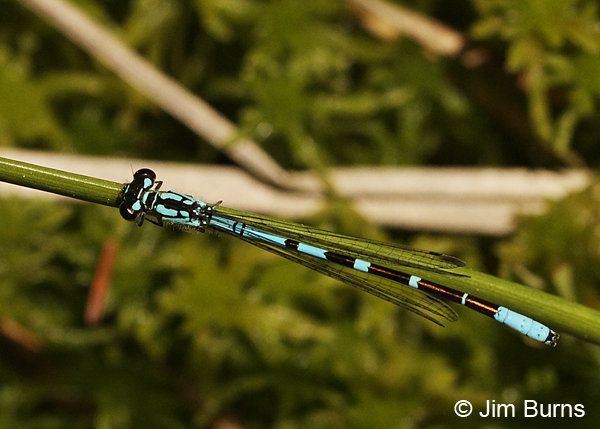 Subarctic Bluet male dorsal view, Oneida Co., WI, June 2014