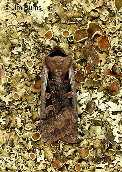 Subgothic Dart Moth dorsal view, Arizona