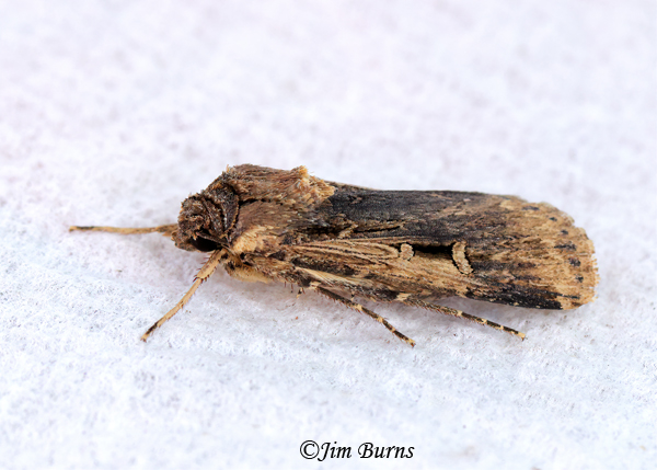 Subterranean Dart Moth, Arizona--6101