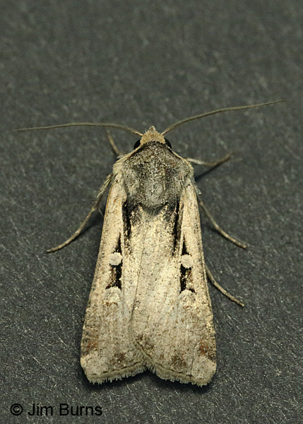 Subterranean Dart Moth #2, very worn, Arizona