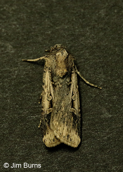 Subterranean Dart Moth #3, dorsal view, Arizona