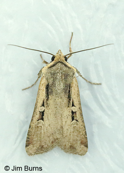 Subterranean Dart Moth on wall, Arizona