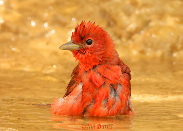 Shallow pools along Queen Creek often attract returning nesters, like this dazzling male Summer Tanager, to drink and bathe.