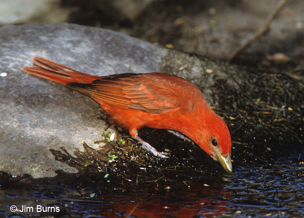 Summer Tanager male drinking