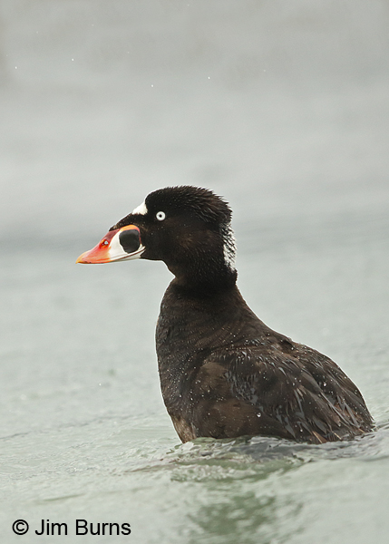 Surf Scoter male showing white nape patch