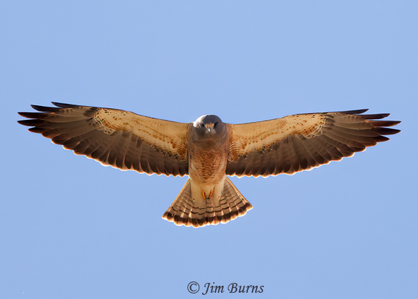 Swainson's Hawk light morph hovering--8323
