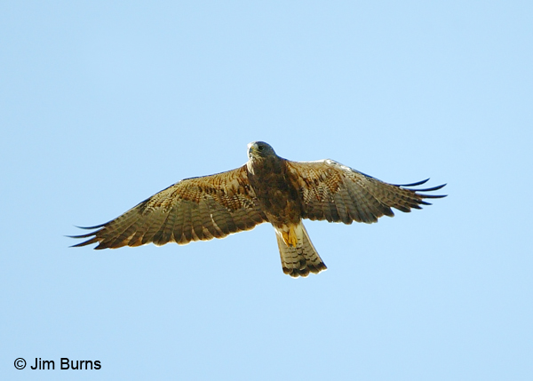 Swainson's Hawk adult dark morph in flight