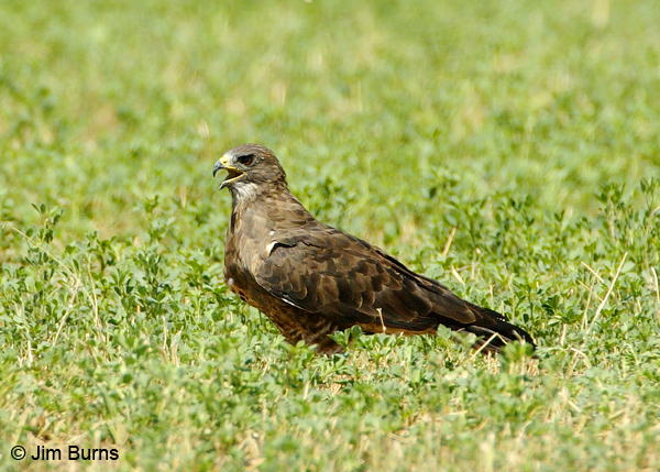 Swainson's Hawk adult dark morph on ground