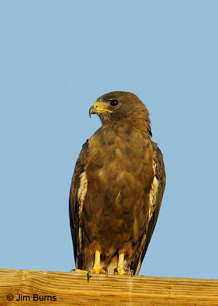 Swainson's Hawk adult dark morph on pole