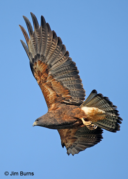 Swainson's Hawk adult dark morph ventral in flight
