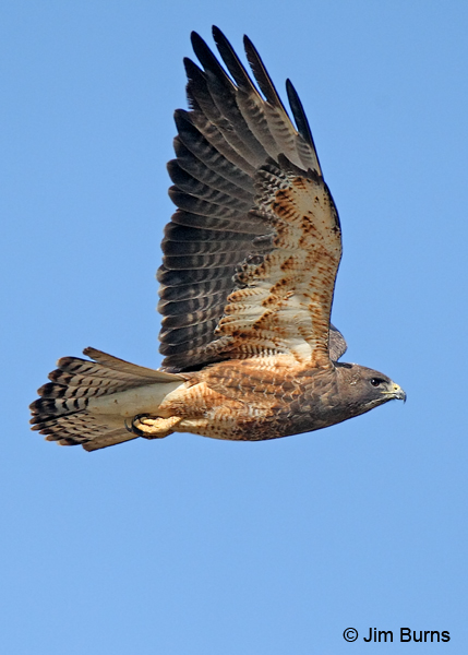 Swainson's Hawk adult itermediate morph ventral in flight