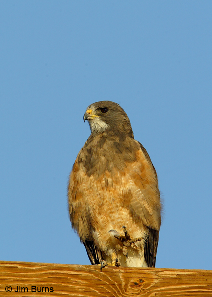Swainson's Hawk adult intermediate morph on pole