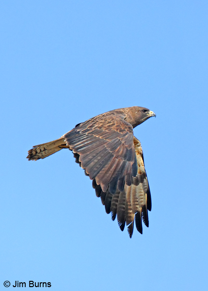 Swainson's Hawk adult light morph dorsal in flight
