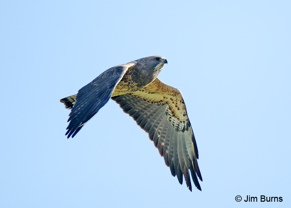 Swainson's Hawk adult male light morph in flight #2