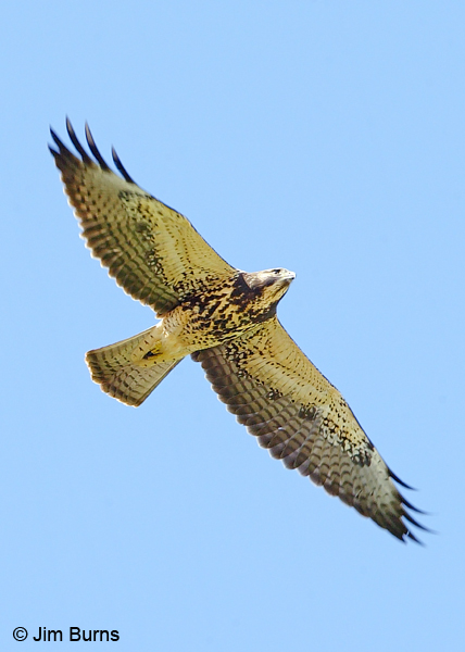 Swainson's Hawk juvenile intermediate morph in flight