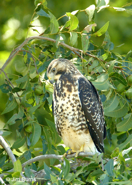Swainson's Hawk juvenile light morph in tree