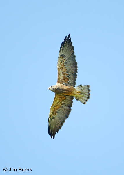Swainson's Hawk sub-adult dark morph in flight