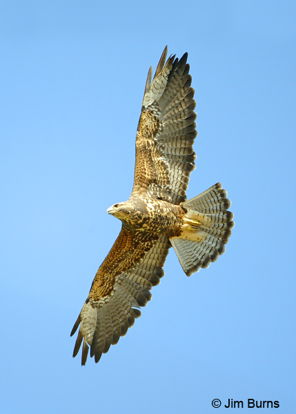 Swainson's Hawk sub-adult intermediate morph in flight