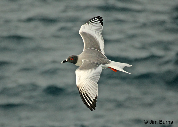 Swallow-tailed Gull in flight
