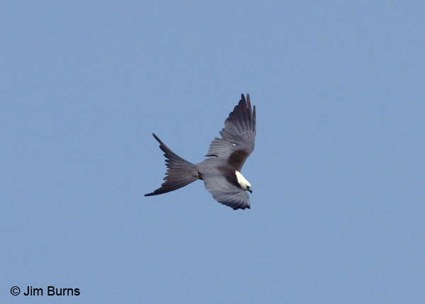 Swallow-tailed Kite in flight dorsal view