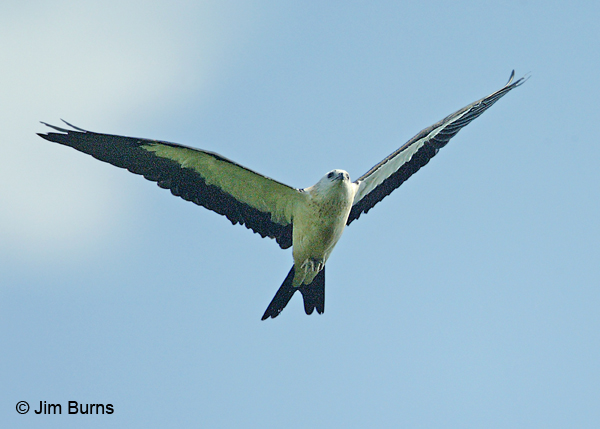 Swallow-tailed Kite juvenile in flight