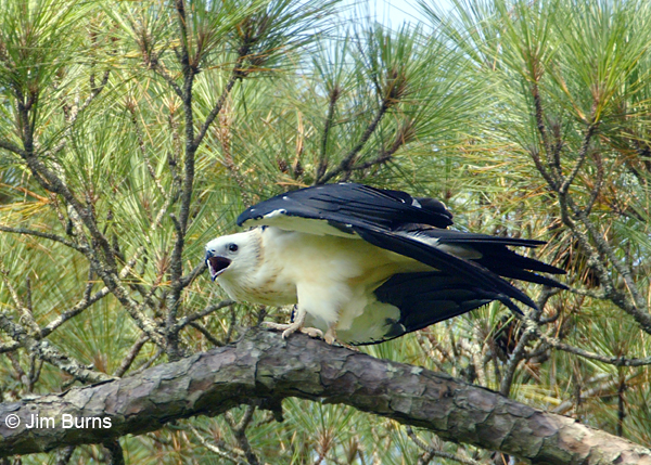 Swallow-tailed Kite juvenile begging for food