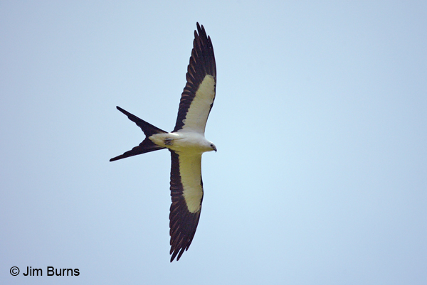 Swallow-tailed Kite overhead